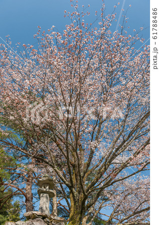 落人の里の山桜 61788486