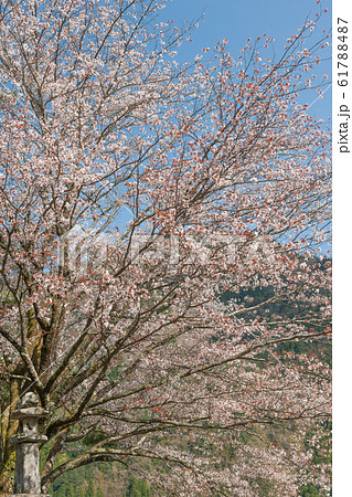 落人の里の山桜 61788487
