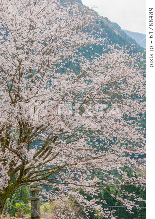 落人の里の山桜 落人の里の山桜 61788489