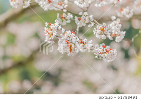 落人の里の山桜 落人の里の山桜 61788491