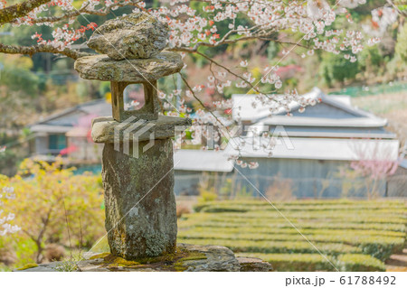 落人の里の山桜 落人の里の山桜 61788492