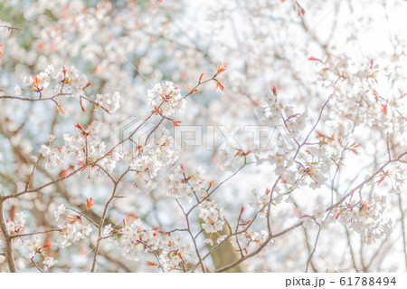 落人の里の山桜 落人の里の山桜 61788494