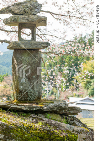 落人の里の山桜 落人の里の山桜 61788496