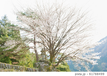 落人の里の山桜 61788499