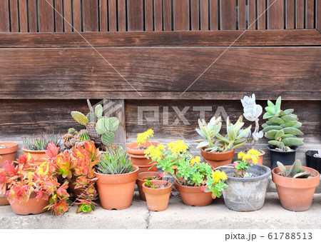 Flowering succulents and cacti in rustic clay pot Flowering succulents and cacti in rustic clay pot 61788513