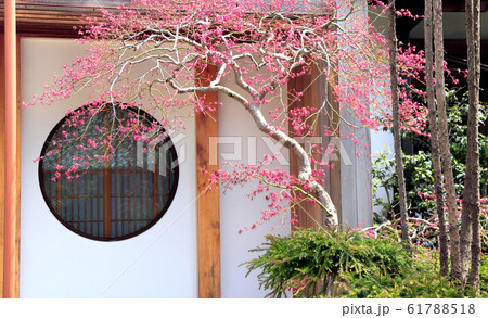 Ancient pavilion in traditional japanese garden, Ancient pavilion in traditional japanese garden, 61788518