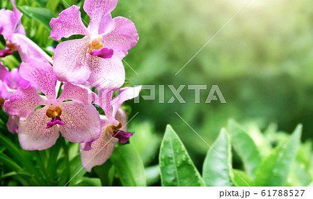 Beautiful magic spring scene with orchid flowers 61788527