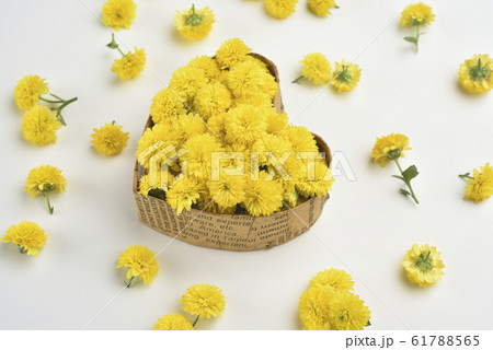 ブルーミング 開花 咲く 61788565