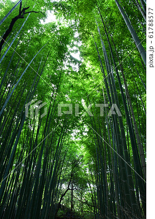 竹林の小径 竹林の小径 61788577