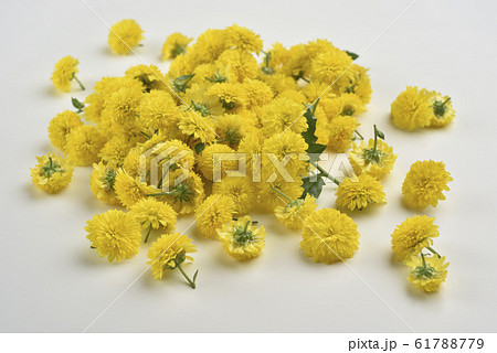 きれい 美しい 綺麗 61788779