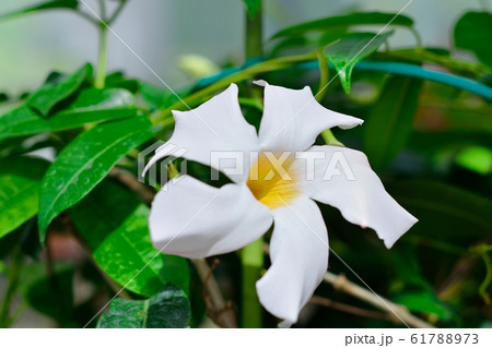 マンデビラ(ボリビエンシス) マンデビラ(ボリビエンシス) 61788973