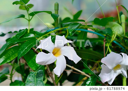 マンデビラ（ボリビエンシス） 61788974