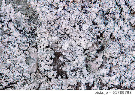 Close up white Lichen fungi growing on stone 61789798