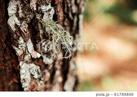 Close up Lichen fungi growing on tree bark in Close up Lichen fungi growing on tree bark in 61789806