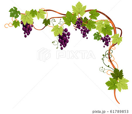 Grapevine Plant With Grapes And Tendrils For のイラスト素材