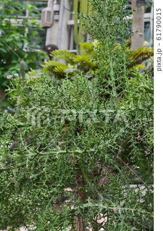 ギンツノサンゴ(ユーフォルビア・ステノクラーダ) ギンツノサンゴ(ユーフォルビア・ステノクラーダ) 61790015