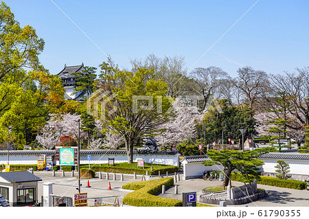 岡崎公園桜まつり 61790355