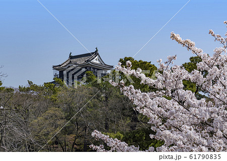 岡崎公園桜まつり 61790835