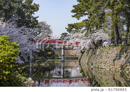 岡崎公園桜まつり 岡崎公園桜まつり 61790893