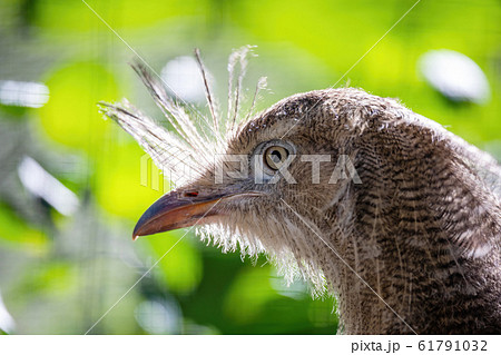 Red-legged seriema, Cariama cristata Red-legged seriema, Cariama cristata 61791032