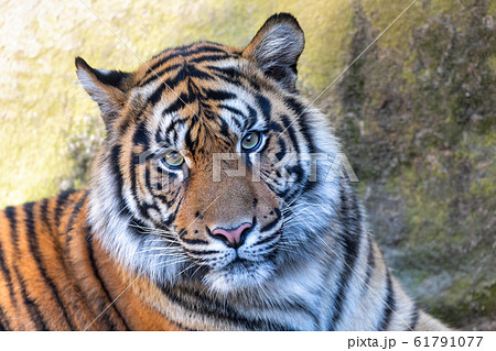 tap27 タテオシアン ピンズ/ピンバッジ シルバー TIGER トラ/虎/寅 ファイル:Panthera tigris sumatrae (Sumatran Tiger) close-up