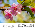 桜の花 61791134