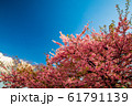 満開の桜 61791139
