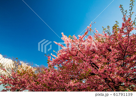 満開の桜 満開の桜 61791139
