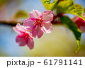 桜の花 61791141