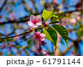 桜の花 61791144