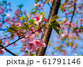 桜の花 61791146