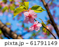 桜の花 61791149
