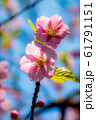 桜の花 61791151