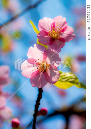 桜の花 桜の花 61791151