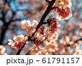 桜の花 61791157
