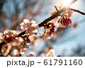 桜の花 61791160