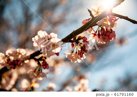 桜の花 桜の花 61791160