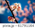 桜の花 61791164