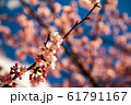 桜の花 61791167