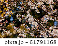 桜の花 61791168