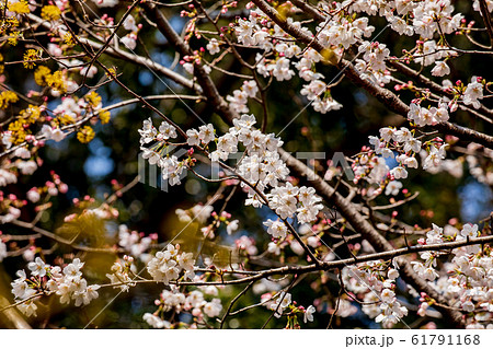 桜の花 桜の花 61791168