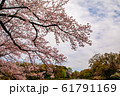 善福寺公園の桜 61791169