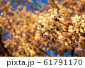 桜の花 61791170