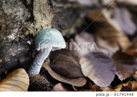 Stropharia caerulea Stropharia caerulea 61791448