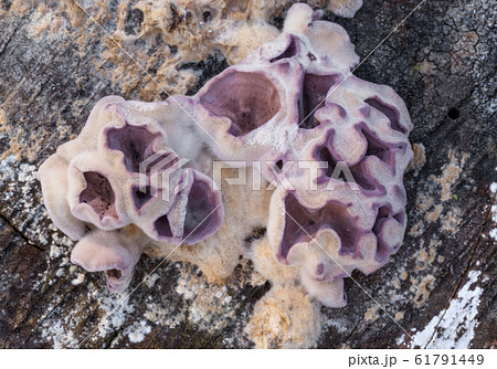 Chondrostereum purpureum Chondrostereum purpureum 61791449