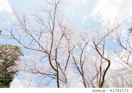 深山のエドヒガンザクラ 61791573