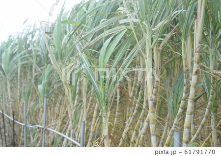 沖縄　サトウキビ 61791770