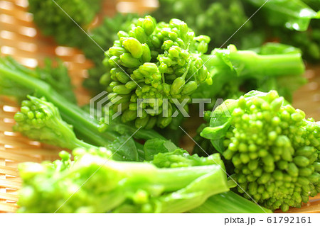 春野菜の菜の花のイメージ写真 61792161