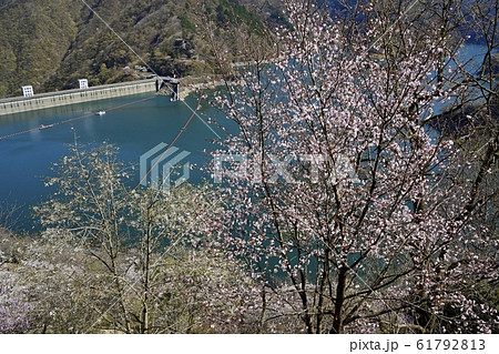 見晴らしの丘から奥多摩湖と湖畔の桜 61792813