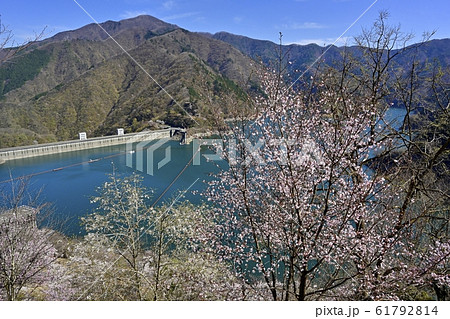 見晴らしの丘から奥多摩湖と湖畔の桜 見晴らしの丘から奥多摩湖と湖畔の桜 61792814